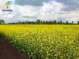 Agrobook.ru: Кубанские учёные создали первый в РФ жёлтосемянный сорт ярового рапса